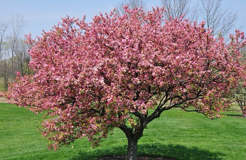 GORGEOUS JAPANESE FLOWERING CRAB APPLE TREE SEEDS 40