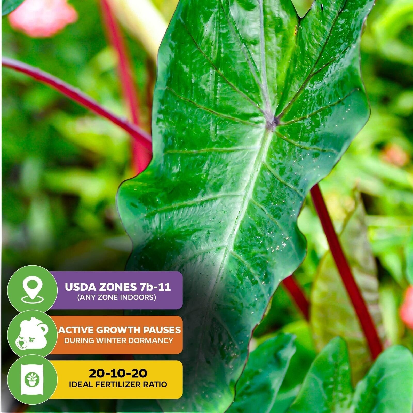 Hawaiian Punch Elephant Ear – Colocasia – Live Plant