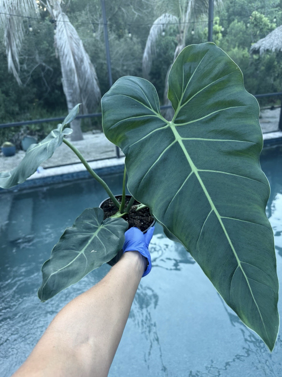 Philodendron Maximum Large Size Free Shipping