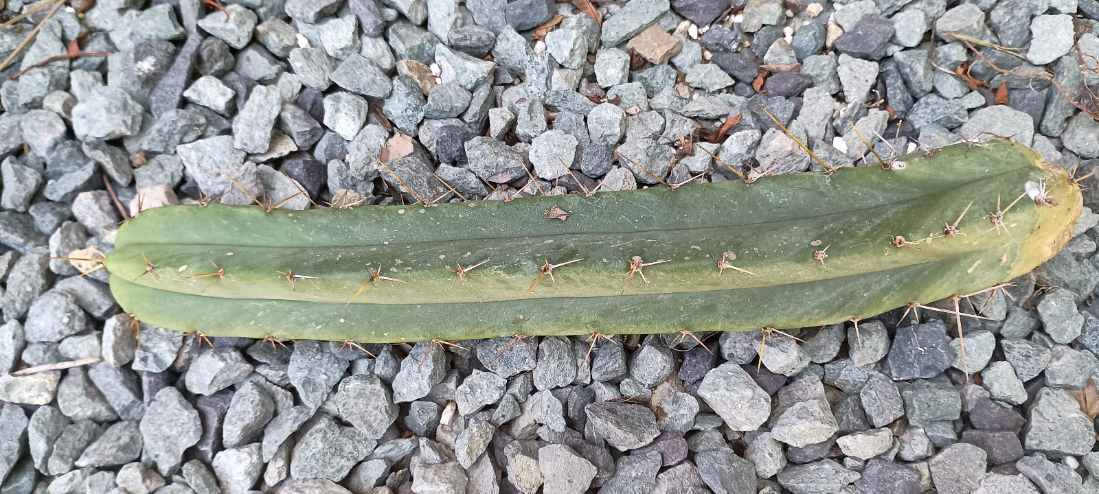 Echinopsis ‘LL Shaman’ Australia – 14″ Columnar Mature Hybrid Cactus Cutting