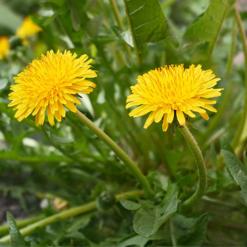 2500-3000 Dandelion seeds – Taraxacum Officinale