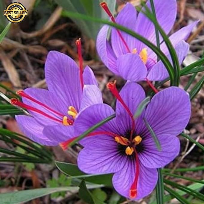 100 PCS Saffron Plant Seeds Non-GMO Perennial Saffron Crocus Seeds FAST SHIPPING