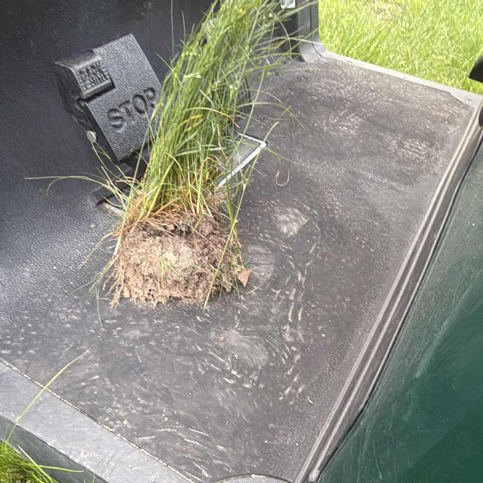 Green Bare Root Clumping Grass Plant, Outdoor Narrowleaf Vegetative, 1 Pack