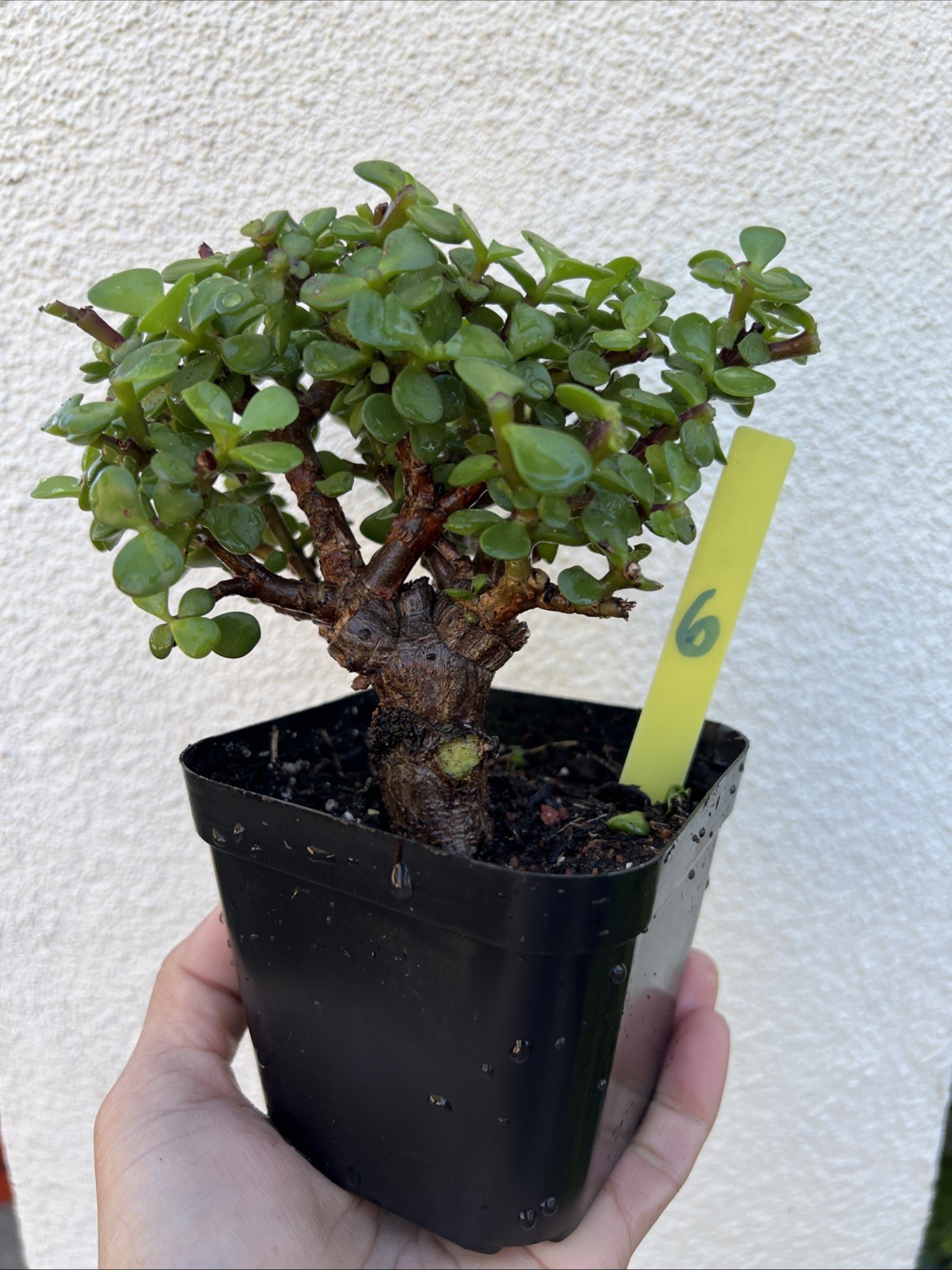 Portulacaria Afra “Rough Bark” Elephant Bush Bonsai Plant Big Trunk