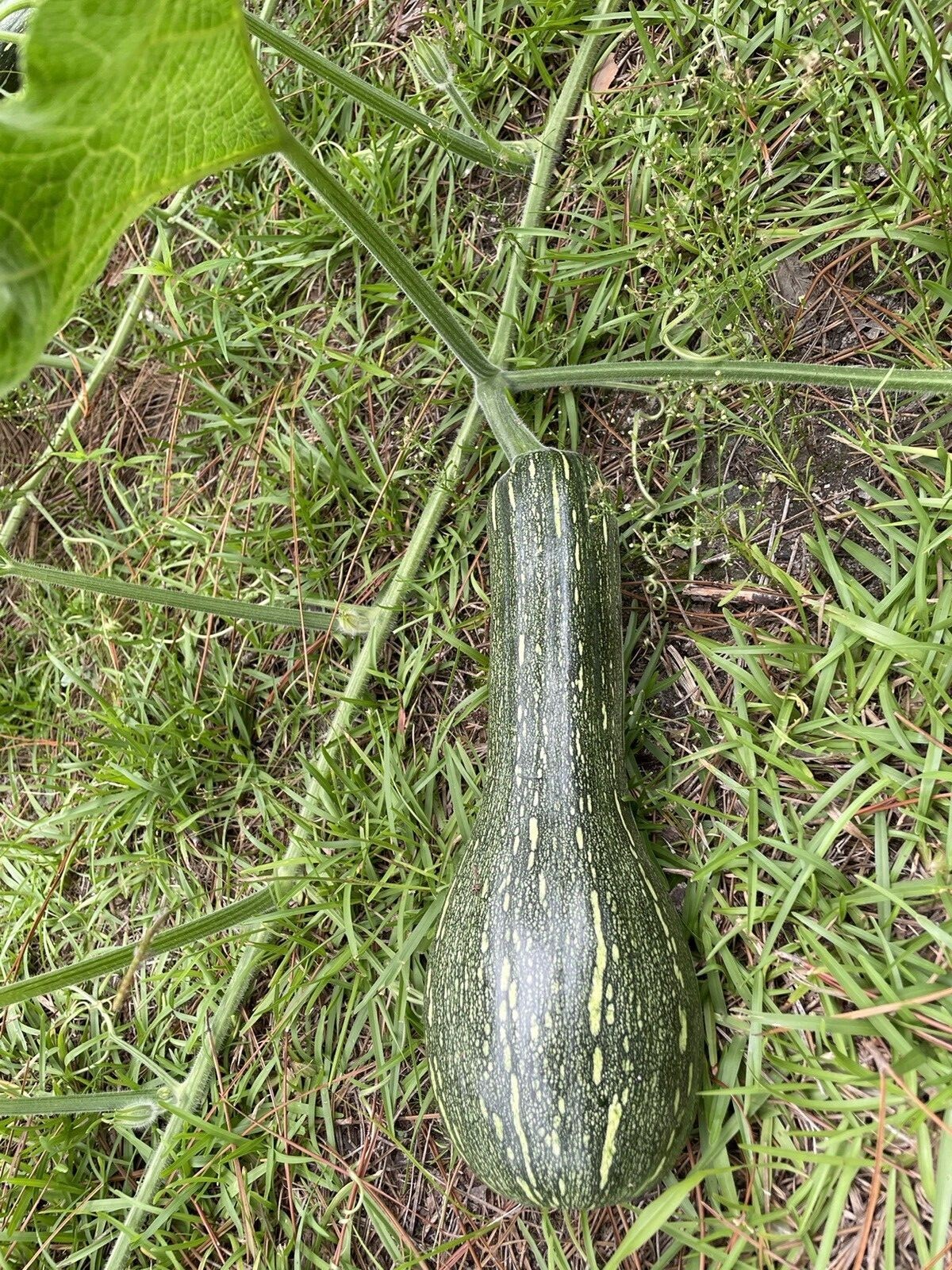 20 long Pumpkin Seeds 2023 fall fresh 番瓜倭瓜 种子