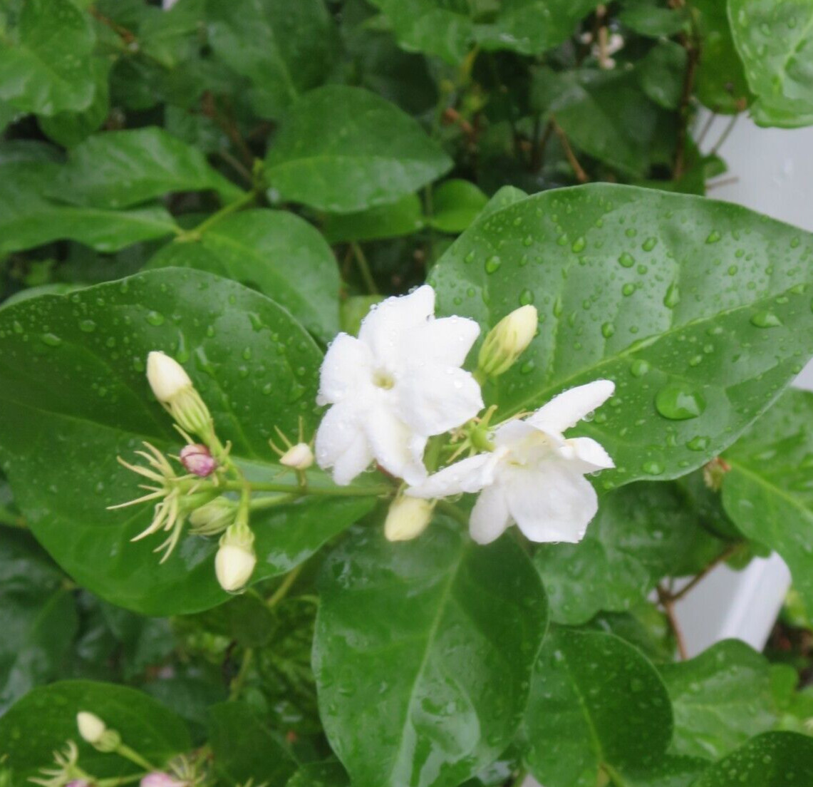 Jasmine Jasminum Sambac Plant 5 Fresh Unrooted Cuttings