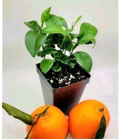 Set of 4 Satsuma Mandarin Orange trees, 3-5 inches tall