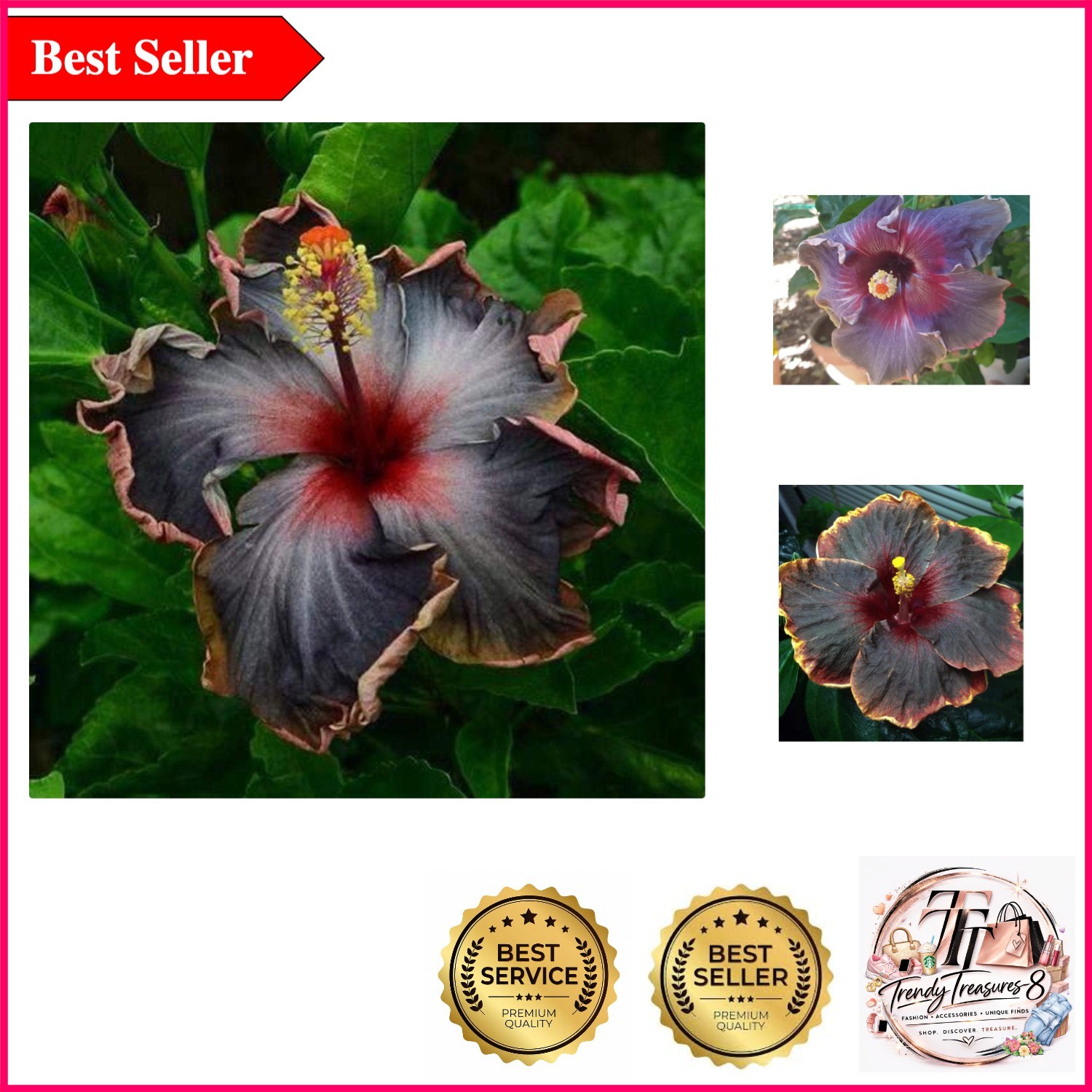 20PCS Black Rainbow Hibiscus Seeds for Vibrant Garden Blooms