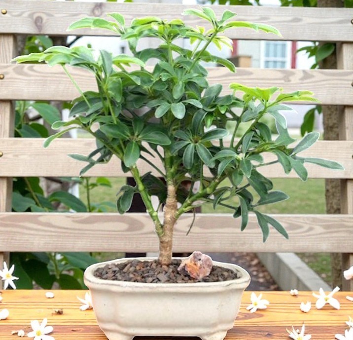 Hawaiian Umbrella Bonsai Tree Live Small Green Purifies Air Exotic Plant 9″ Tall