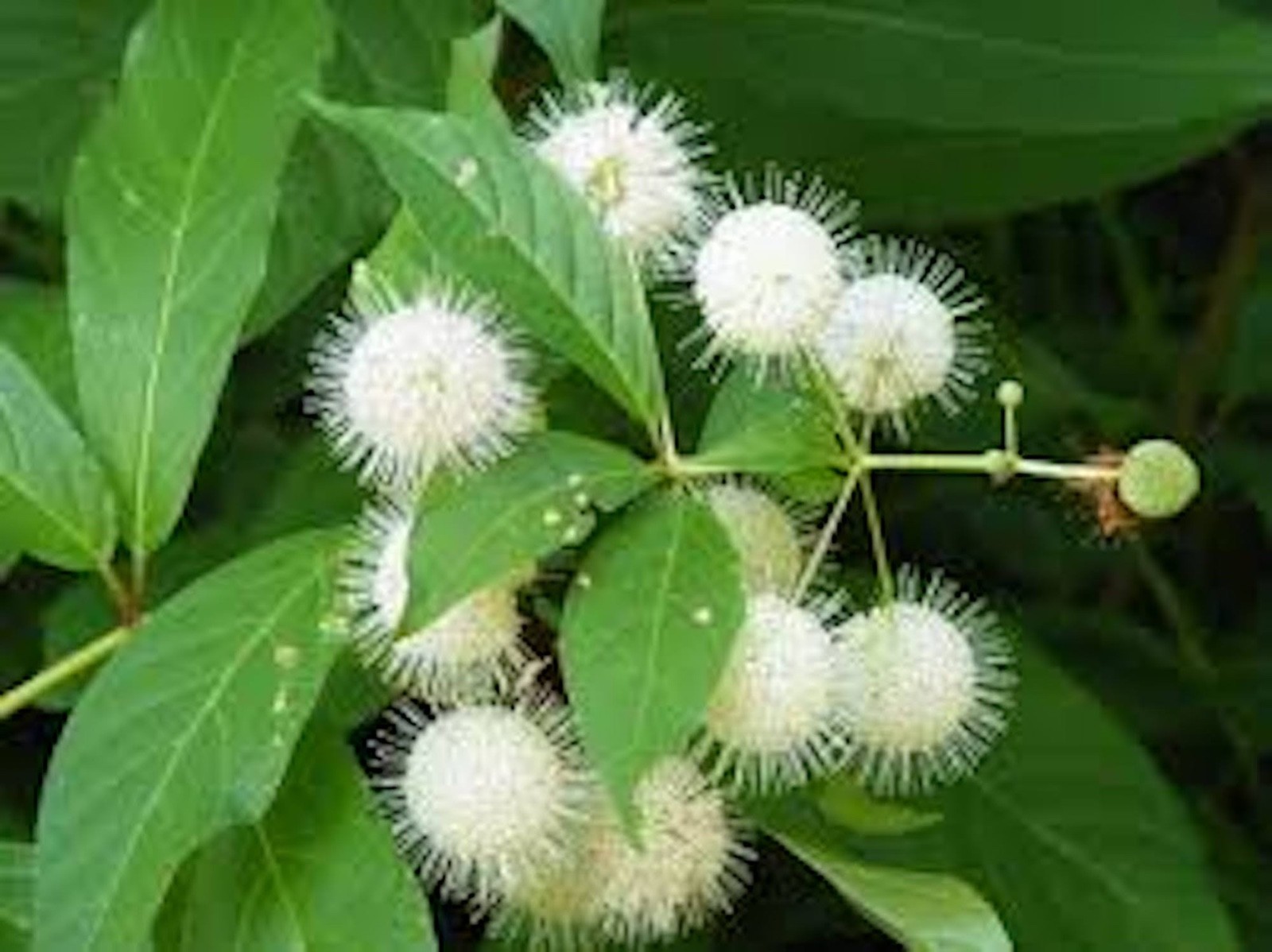 3 Buttonbush Plant 12-24″ Tall Bare Root Shrub Cephalanthus occidentalis