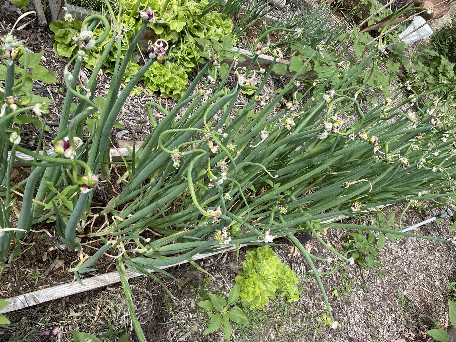 Organic Egyptian Walking Onion Bulbs Or Plant
