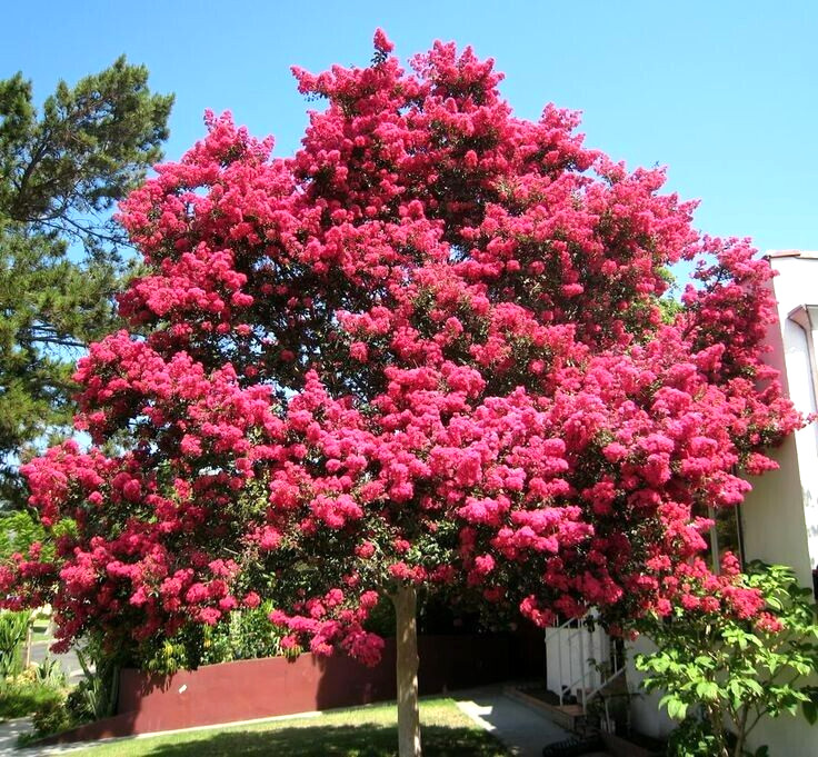 25 SIOUX CREPE MYRTLE SEEDS – Lagerstroemia indica x faueri ‘Sioux’