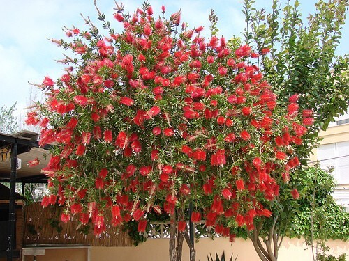Callistemon Viminalis 500+ Seeds, Ornamental Weeping Bottle Brush Tree, Bonsai