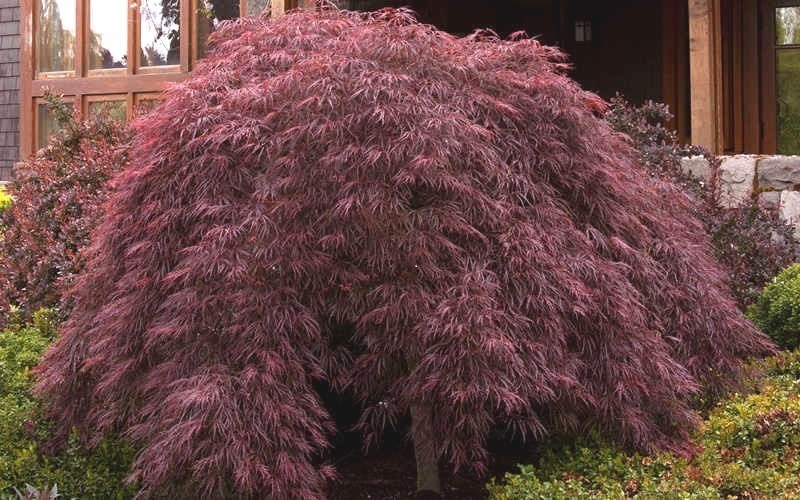 Crimson Queen Japanese Maple Tree – Live Plant – ( 2.5 QT )