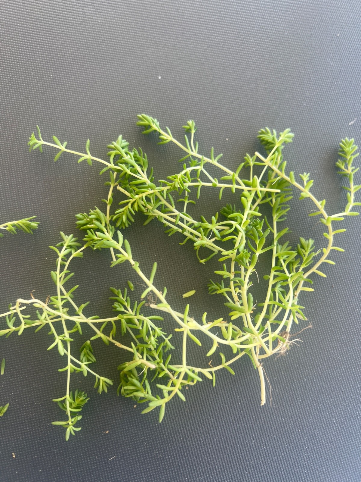 Alive Sedum 20 cuttings (GOLD MOSS)
