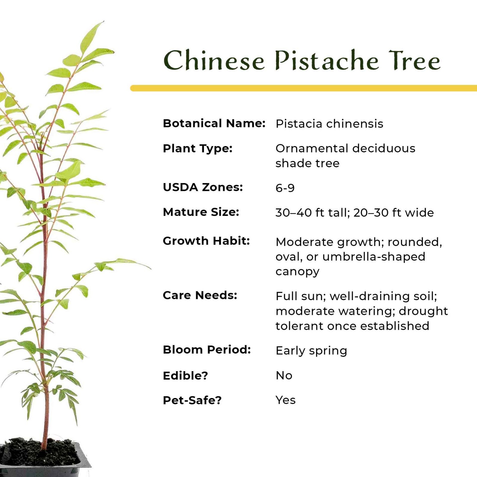 Chinese Pistache Tree Sapling (Pistacia Chinensis) in 2.5″ Nursery Cubes