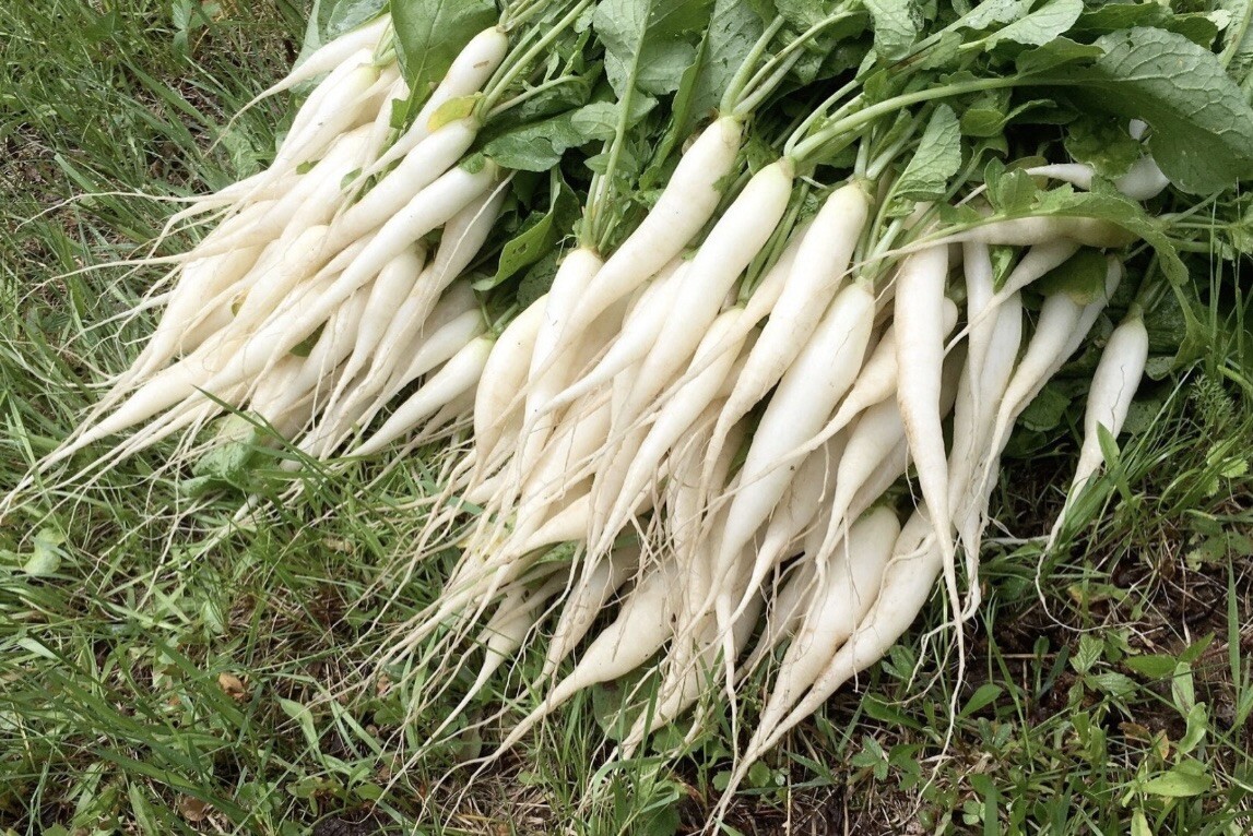 1000+ SEEDS Heirloom Radish White Icicle | NON-GMO