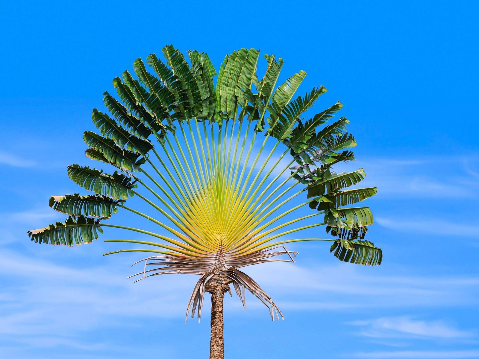 10 TRAVELLER’S PALM TREE Ravenala Madagascariensis Flower Houseplant Seeds