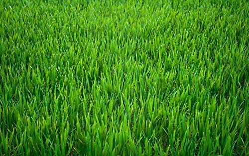Orolam Canada Grass Green Seed 4 Pounds