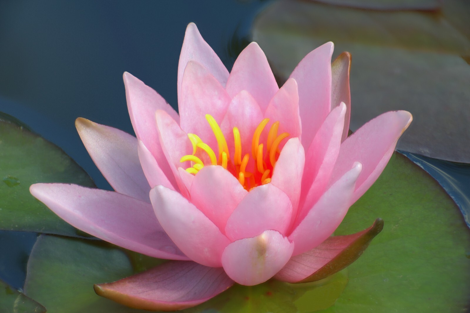 Asst Color Live Hardy Water Lily Tubers Aquatic Pond Plants Lilies