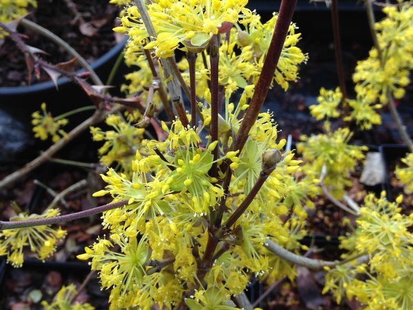 Cornus Officinalis 15 Seeds, Dogwood Cornelian Cherry Shrub Tree Hardy Medicinal