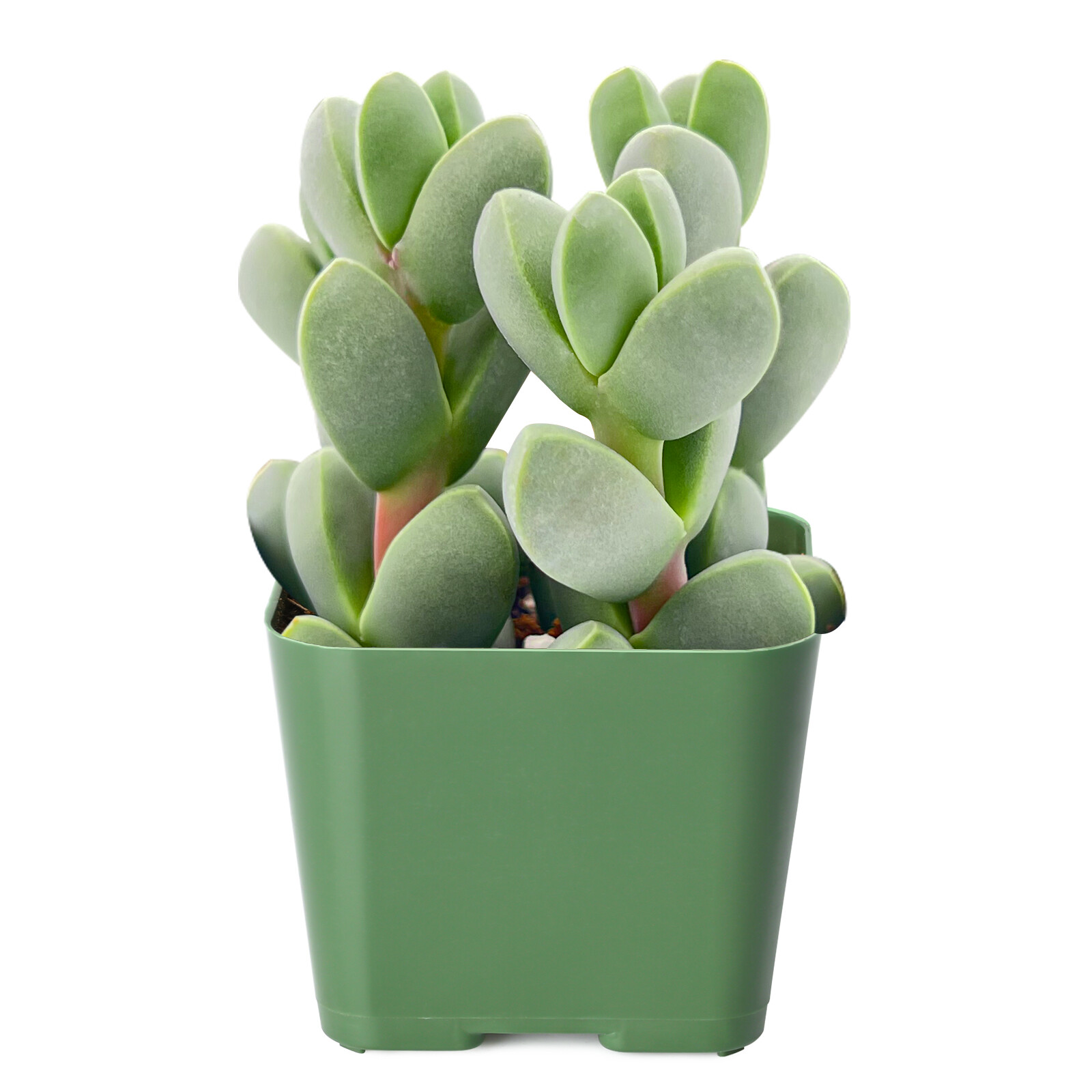 Live Fresh Corpuscularia Lehmannii Ice Astridia Velutina Brocade Succulent Plant