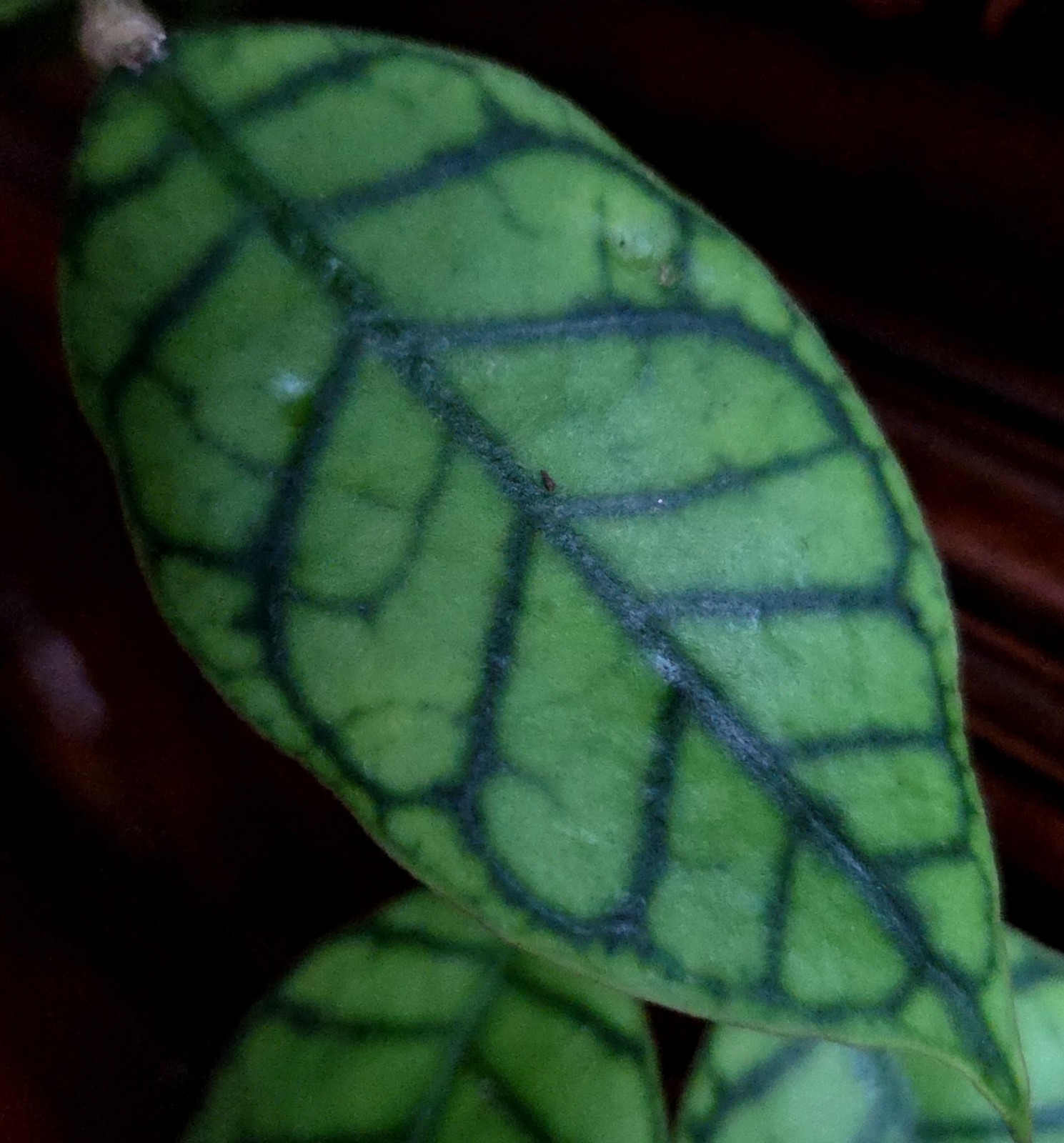 RARE Hoya Callistophylla Black Cat 24″ Tall Not Monstera Philodendron Anthurium