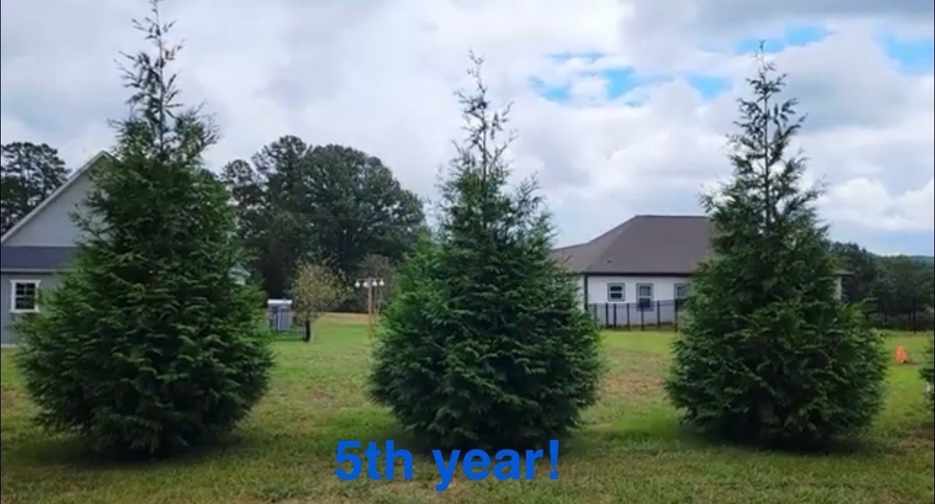 Pack of 3! Arborvitae Thuja GREEN GIANT 2.5’-3.5’ – Fast Growing Privacy Fence