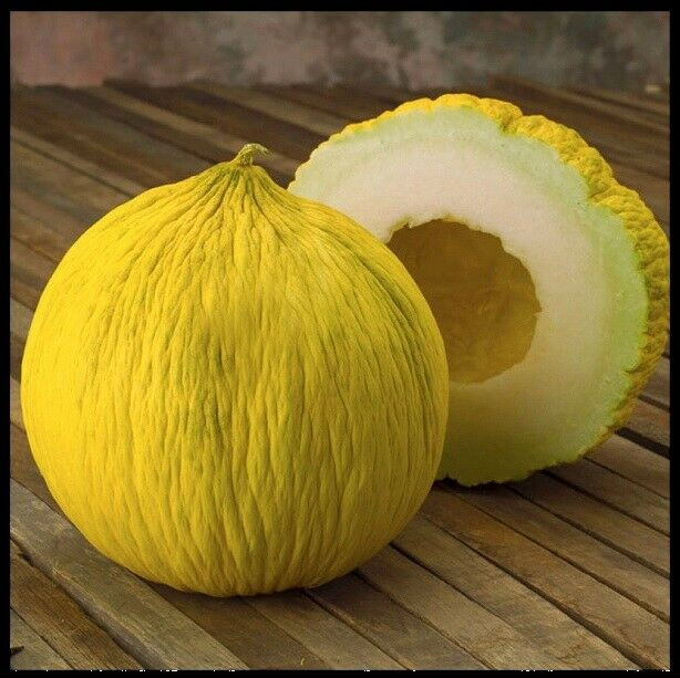50 GOLDEN BEAUTY CASABA MELON SEEDS NON-GMO FRESH HARVEST FOR GARDENS