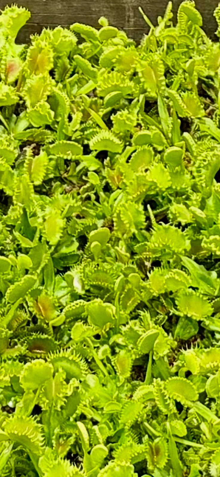 98 Cell Tray Venus Flytraps