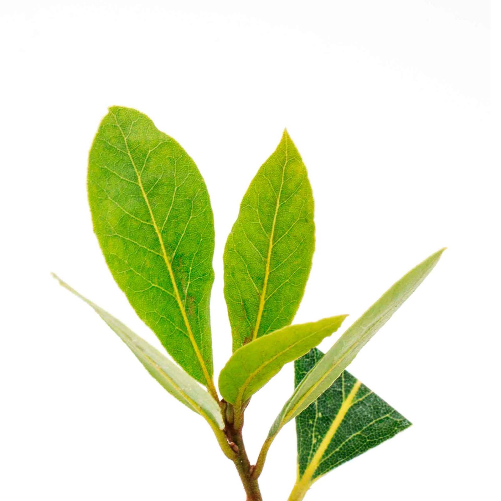 Bay Laurel (Laurus Nobilis) in 3.5″ Nursery Cubes, Live Aromatic Culinary Herb