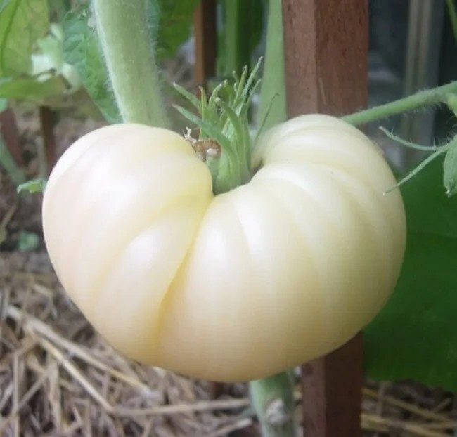 120+ Great White Tomato Beefsteak Seeds – Heirloom – Organic – NON GMO —- RARE