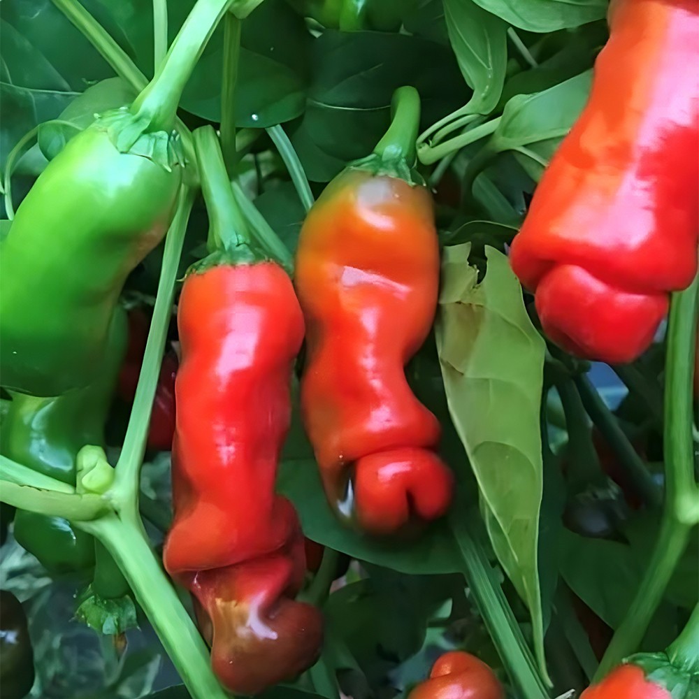 Red Peter Pepper Seeds | Medium Heat | Heirloom / Non-GMO | Free Ship | 1282