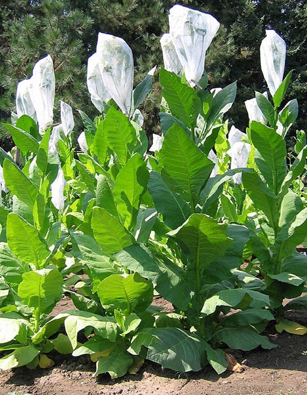 1000 Nostrano Del Brenta Tobacco Seeds Heirloom Cigar Wrapper Nicotiana Tabacum