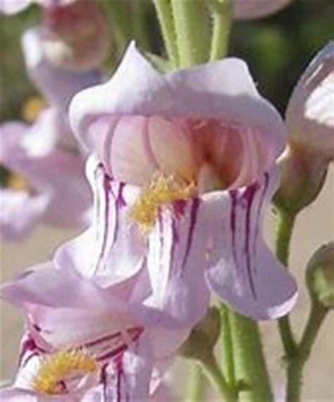 Penstemon Pink Palmers Palmeri Flower Seeds Free Shipping!