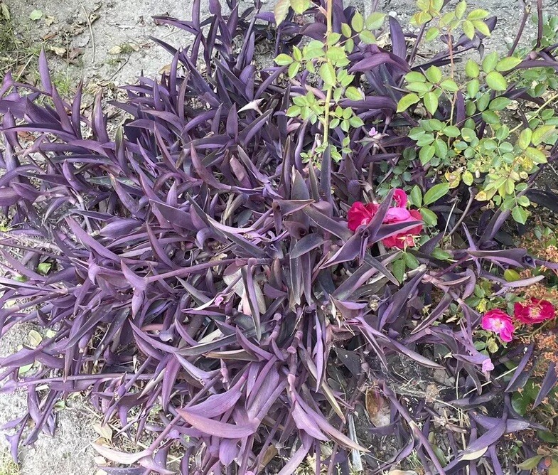 20 Organic Purple Heart Wandering Jew Cuttings