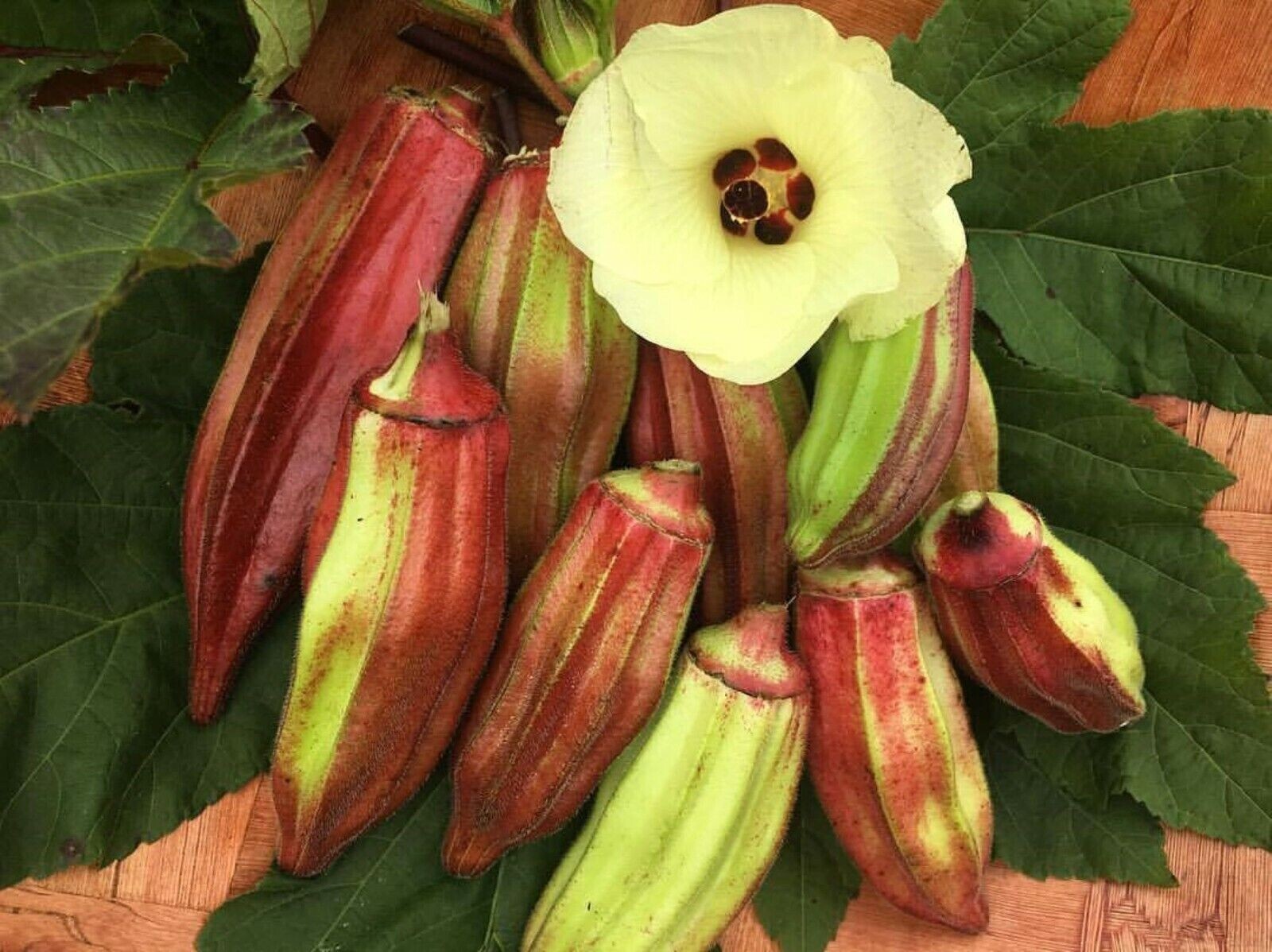 100+ Texas Hill Country Red Okra Seeds – Heirloom — NON GMO — FRESH