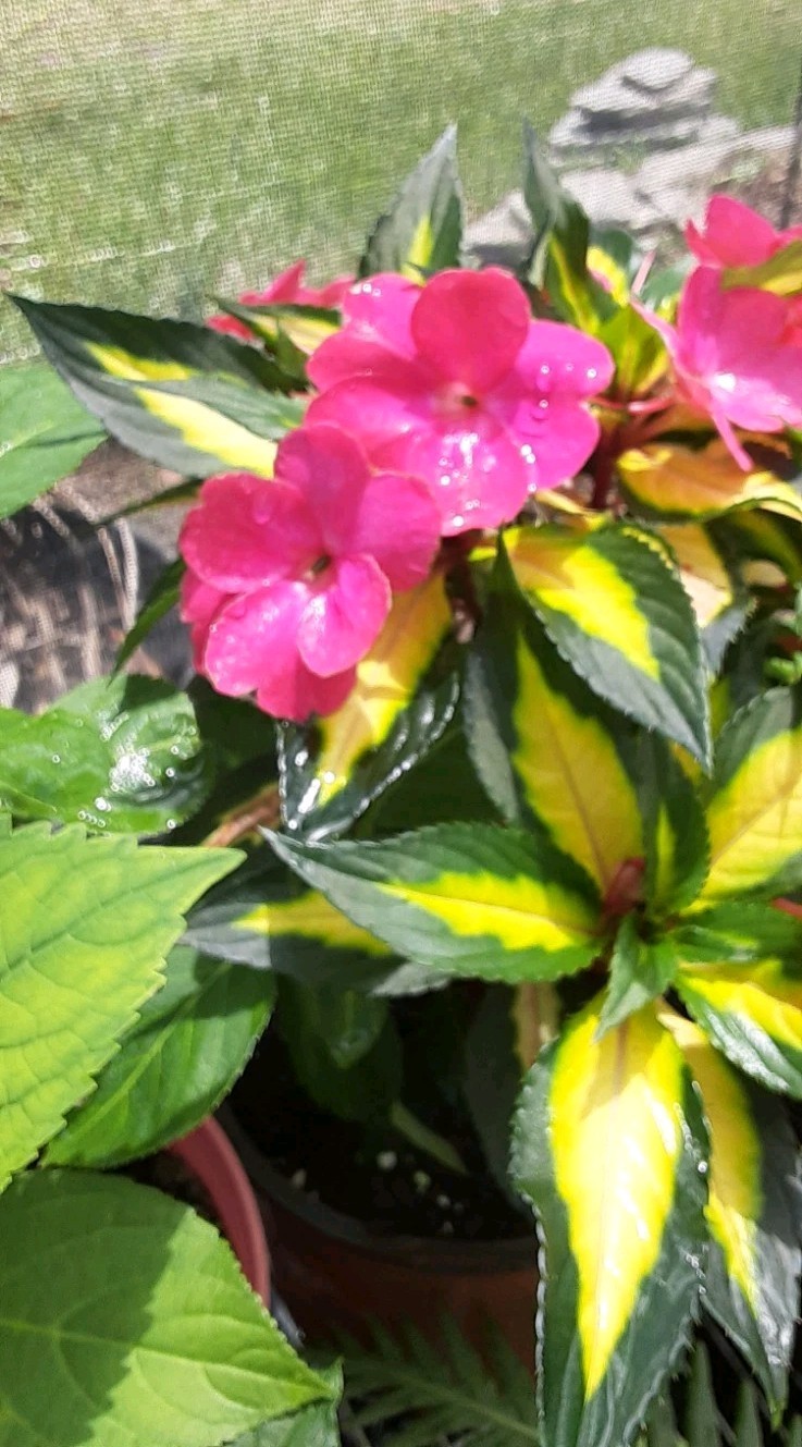 1 Variegated New Guinea Impatiens Live Starter Plant- READ LISTING