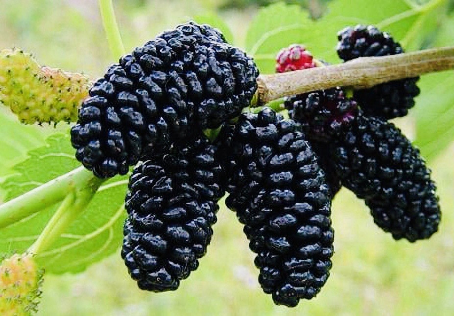 (NEW) 1 Live Mulberry Plant 5–10” Tropical Very Sweet – Mature Fruiting Size