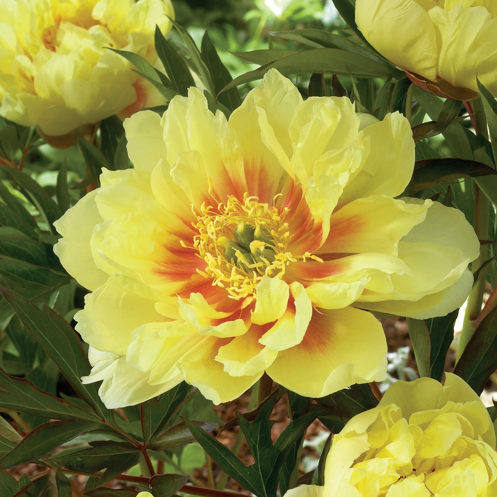 Garden State Bulb Bartzella Itoh Peony Bare Roots, Spring Planting
