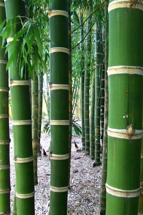 50 Bamboo Seeds Privacy Plant Garden Clumping Shade Screen “Giant Neotropical”