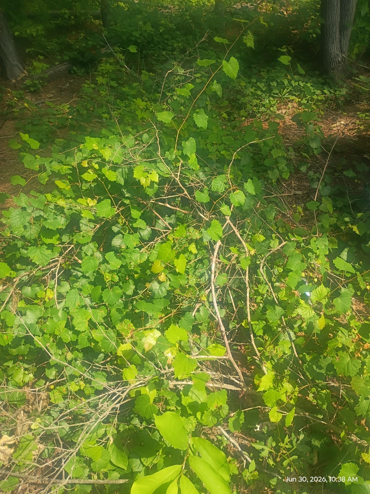 4 Live Yearling Muscadine Grape Vines Bare Root Plant Hardy Zone 6-11 Free Ship