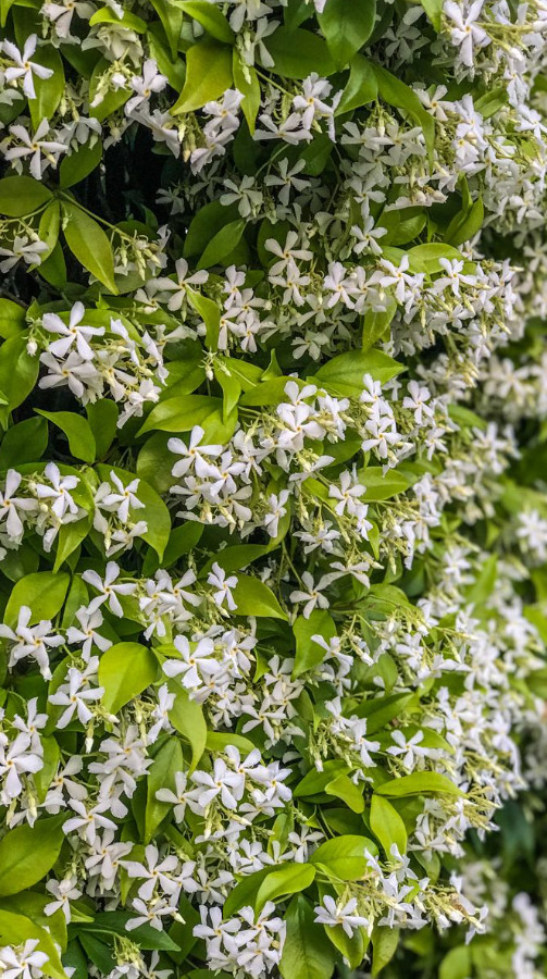 Star Jasmine Vine Live Plant – 1 Gallon Pot – Fragrant White Flowering Vine
