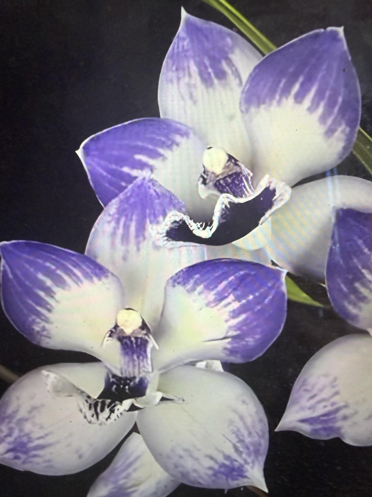 ORCHID PLANTS Tat Melinda Marie Blue Sapphire HCC fragrant 1 sm blub bare root