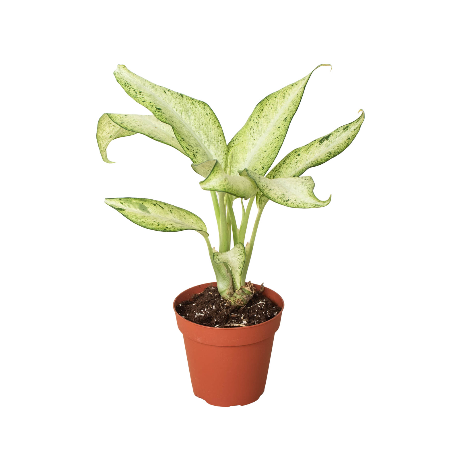 Dieffenbachia Camouflage • Rare Variegated Dumb Cane • Cream & Green Leaves