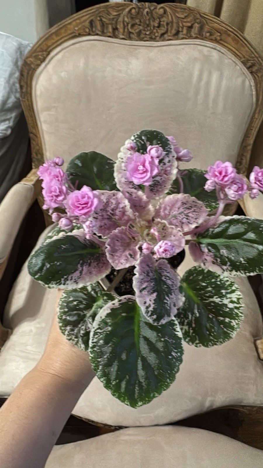 African Violet ( Small Pup) Plant Rose Bouquet Pink Variegated