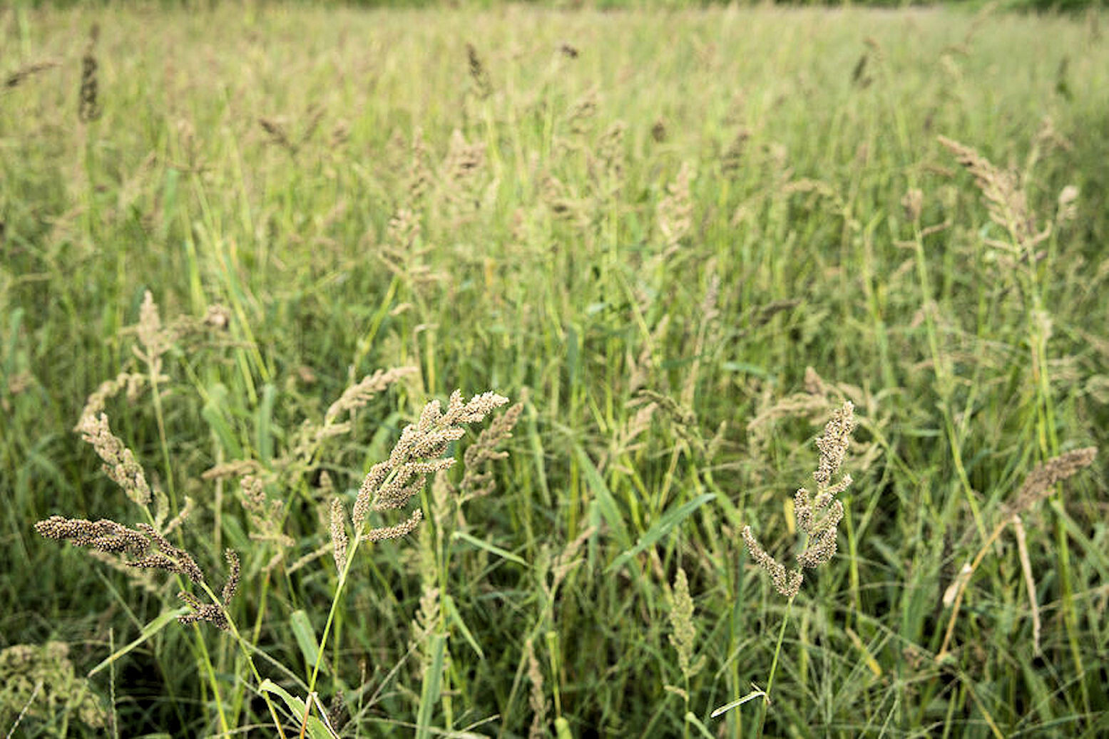 Heirloom Seeds – Japanese Millet – 5000 Heirloom Seeds -Forage Crop Ground Cover