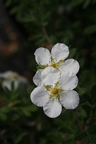 Green Promise Farms Proven Winners – Potentilla Frut. Happy Face White