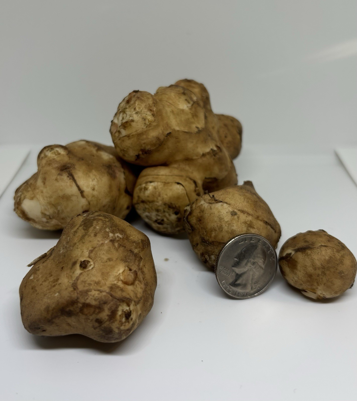 Organic Jerusalem artichoke Tubers 8oz .