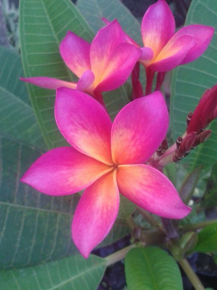 5 Bright Pink Orange Plumeria Seeds Plants Flower Flowers Perennial Seed 510